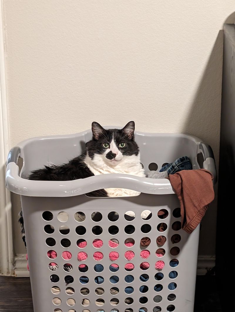 In the Laundry Basket