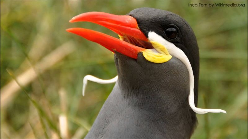 Inca Tern