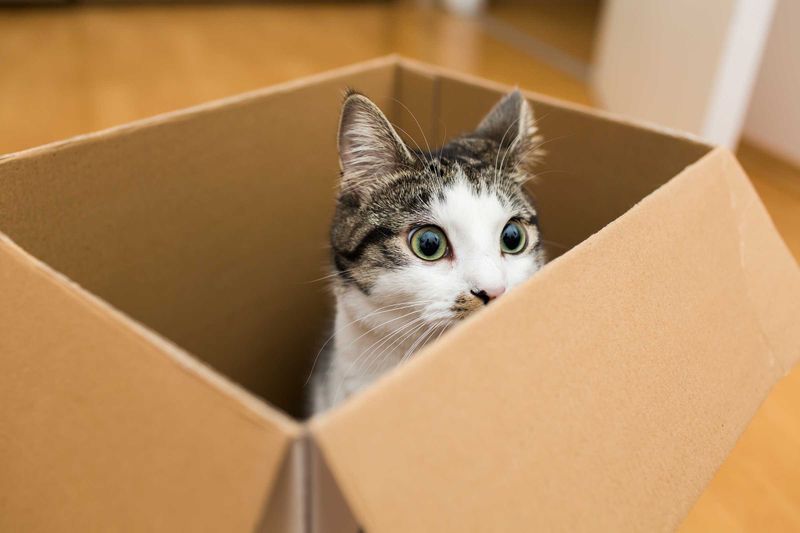 Inside a Cardboard Box