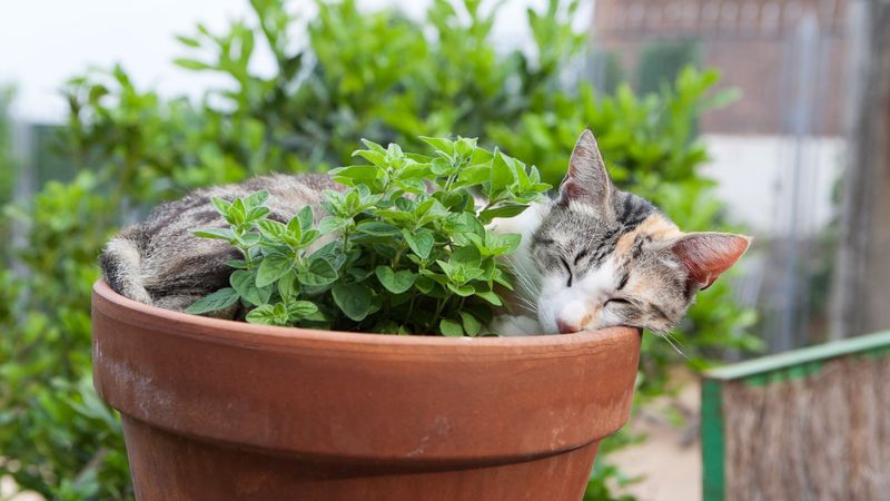 Inside a Flower Pot