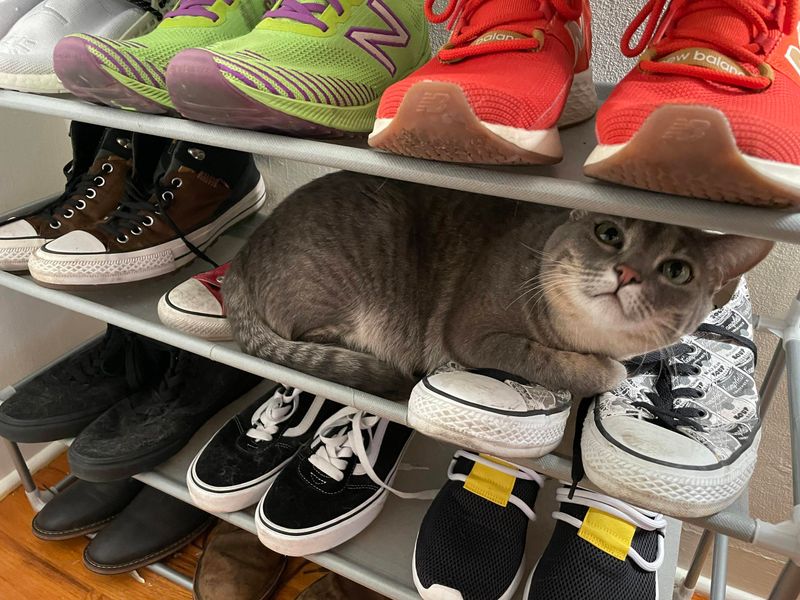 Inside a Shoeshelf
