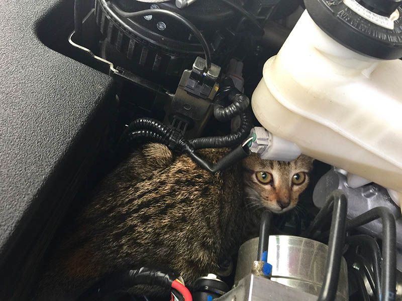 Inside the Car Engine