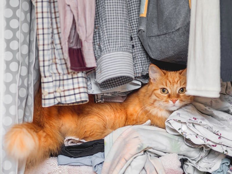 Inside the Closet