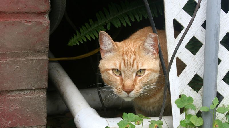 Inside the Garden Shed