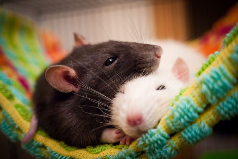 Intelligent Rats