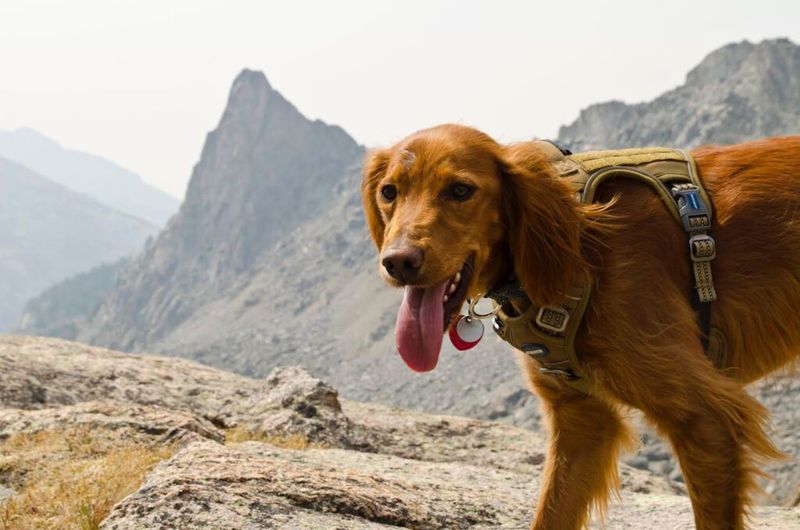 Irish Setter