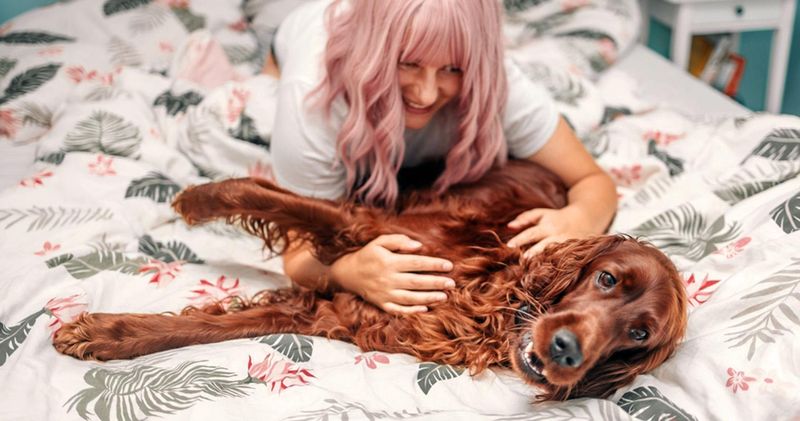 Irish Setter