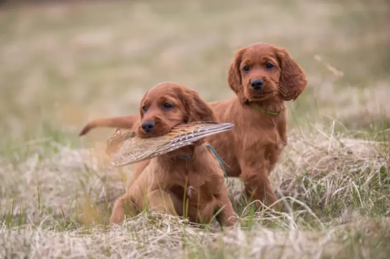 Irish Setter