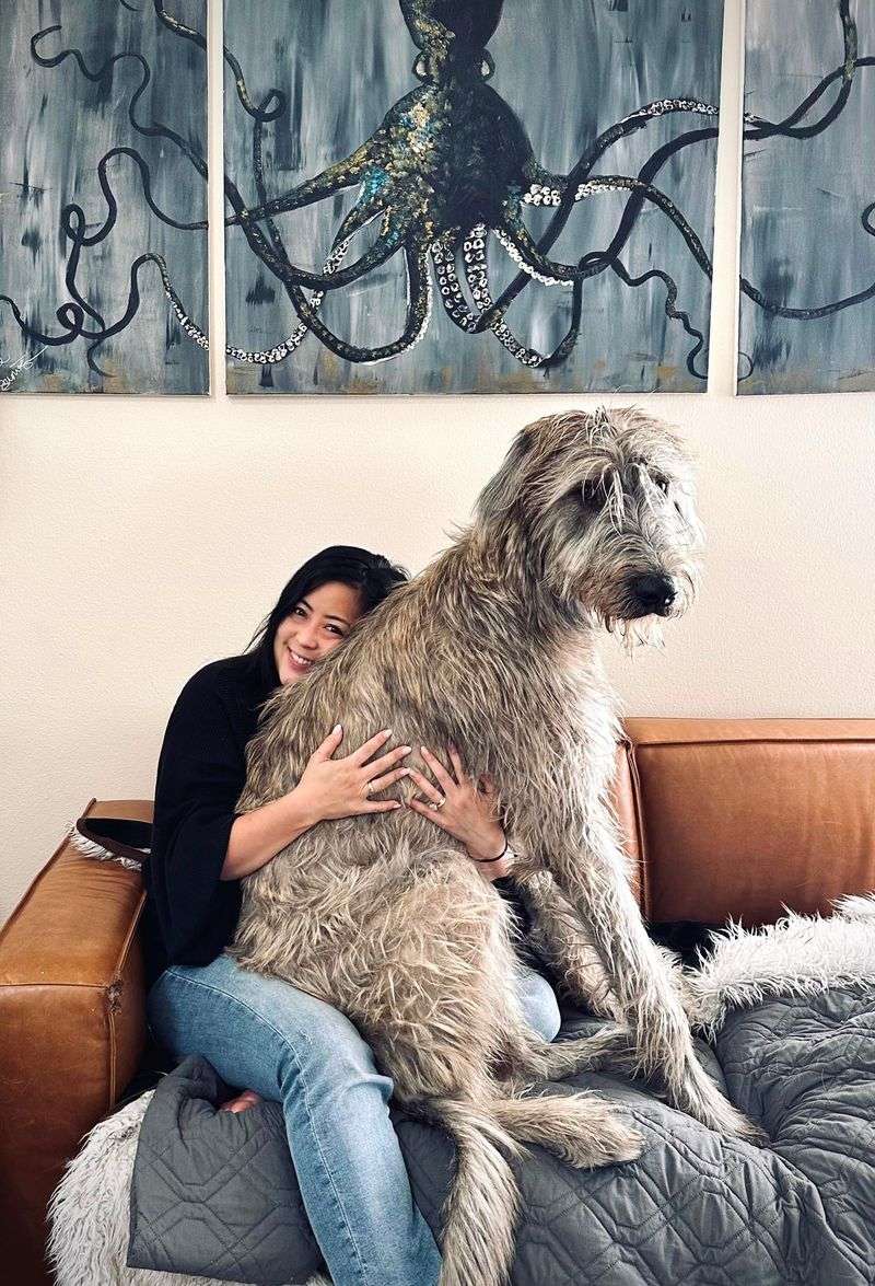 Irish Wolfhound