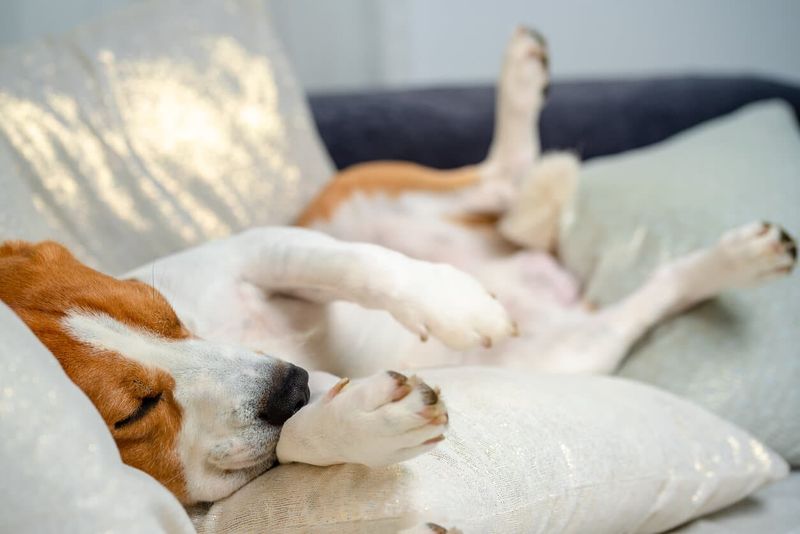 Is my dog dreaming when it twitches in sleep?