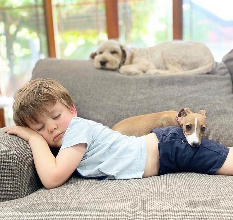 Italian Greyhound