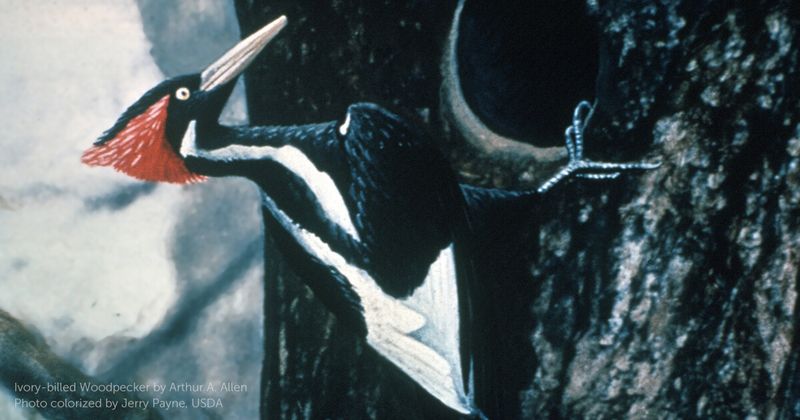Ivory-billed Woodpecker