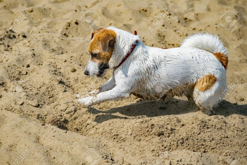 Jack Russell Terrier