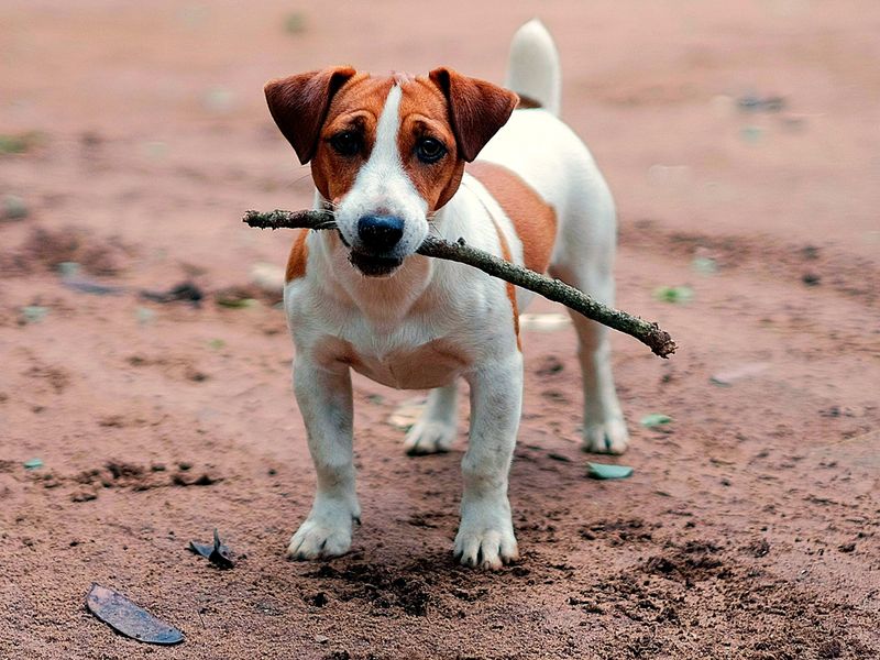 Jack Russell Terrier