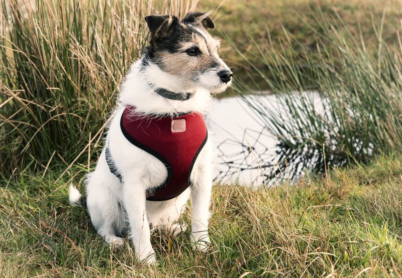 Jack Russell Terrier