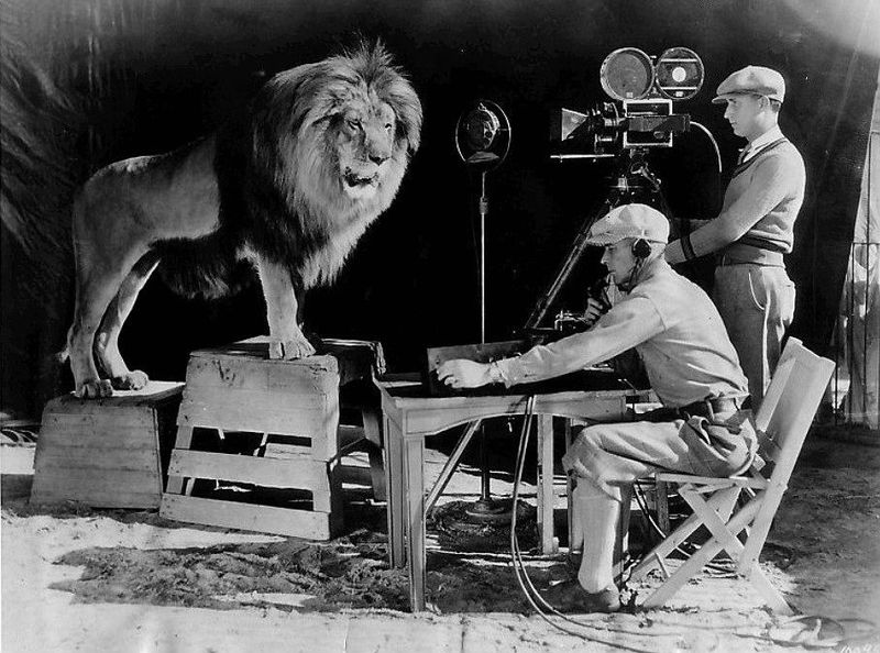 Jackie the Lion
