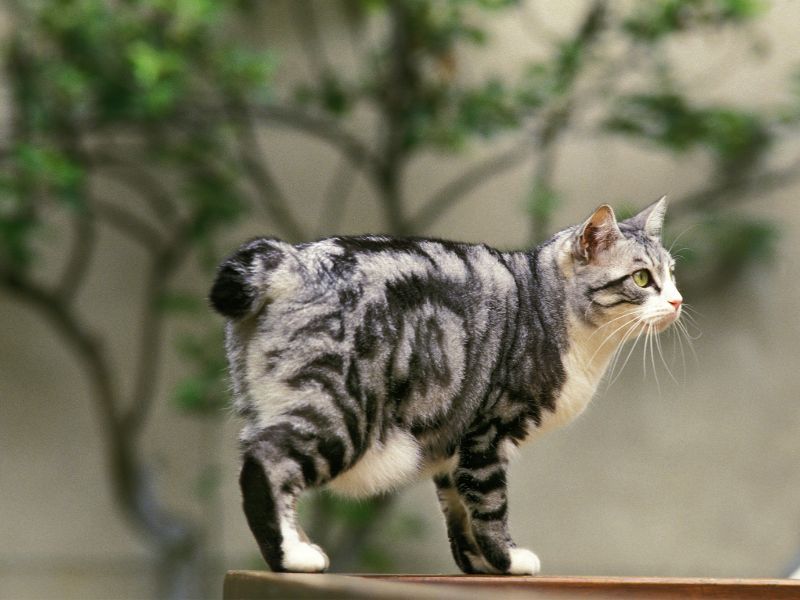 Japanese Bobtail