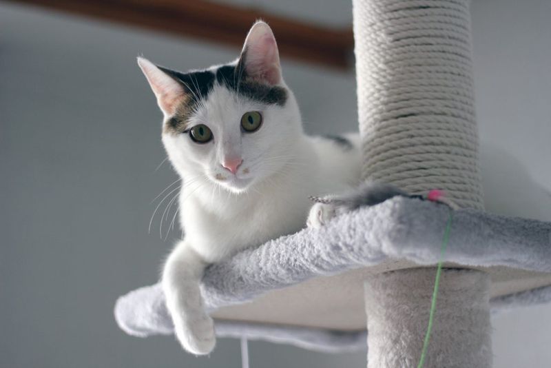 Japanese Bobtail