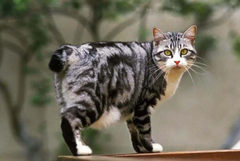 Japanese Bobtail