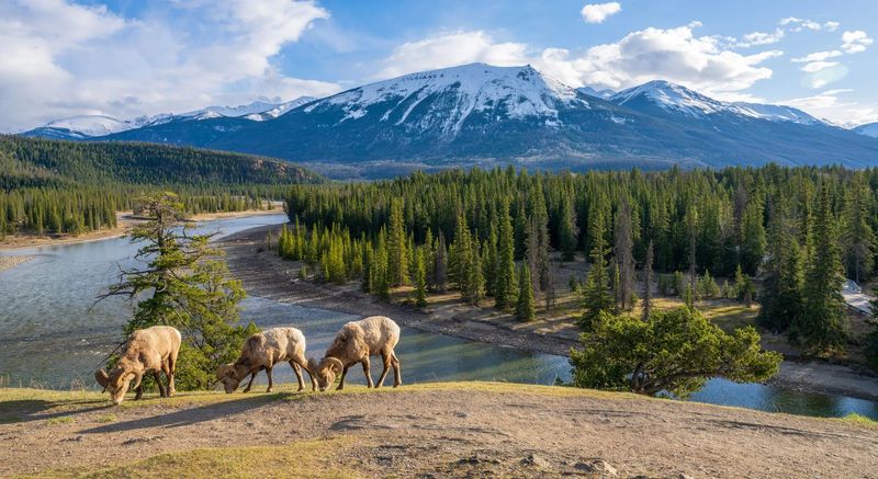 Jasper National Park