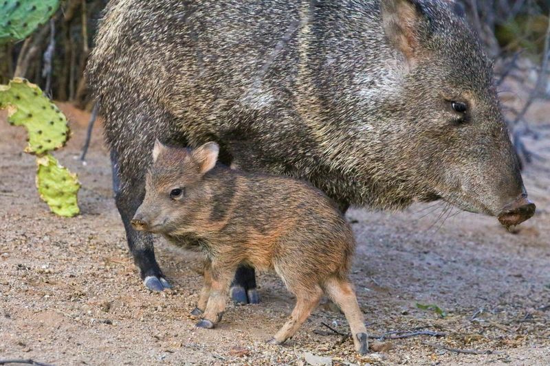 Javelina
