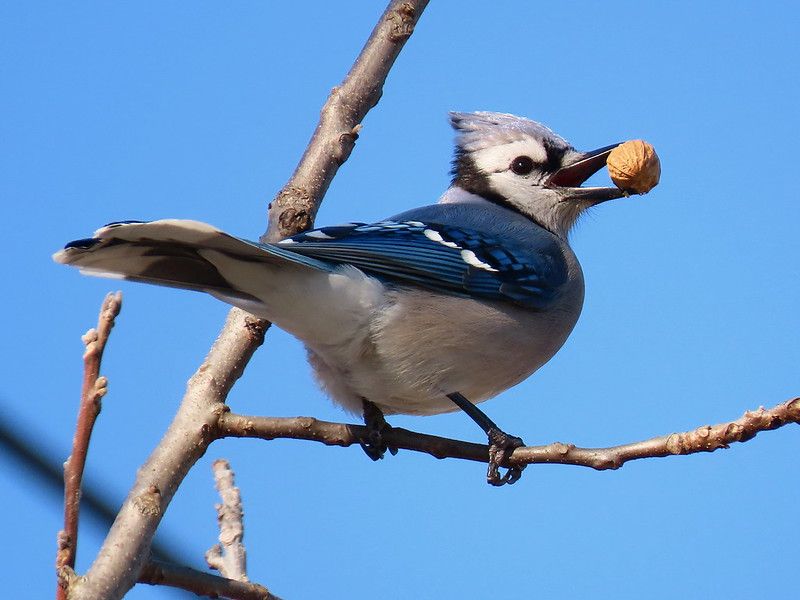 Jays