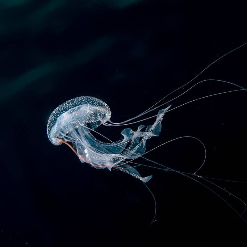 Jellyfish