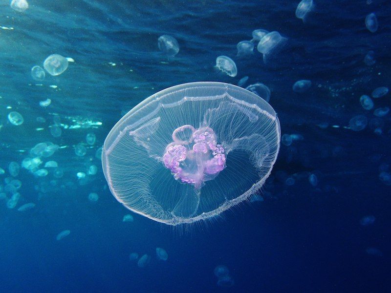 Jellyfish: Drifters of the Deep