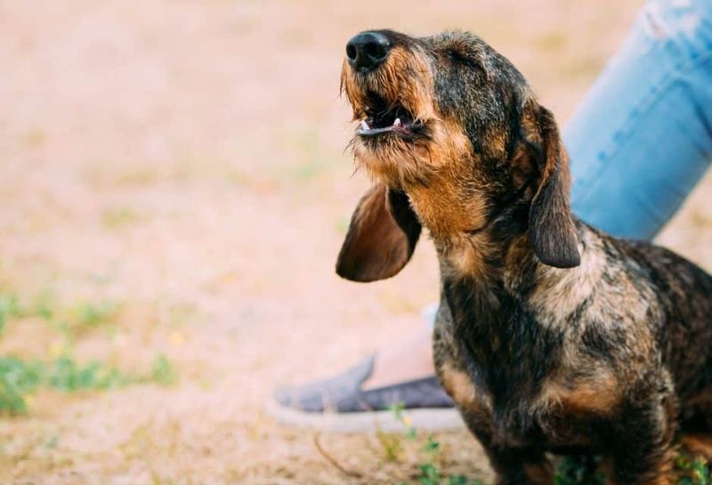 Joyful Barking