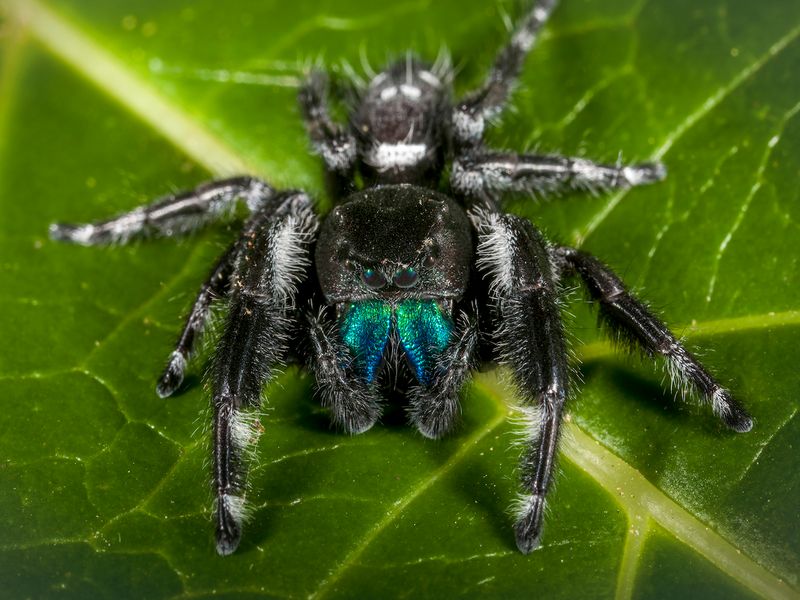 Jumping Spider