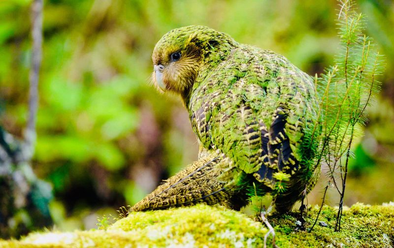 Kakapo