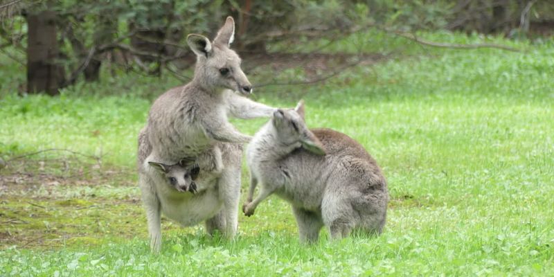 Kangaroo