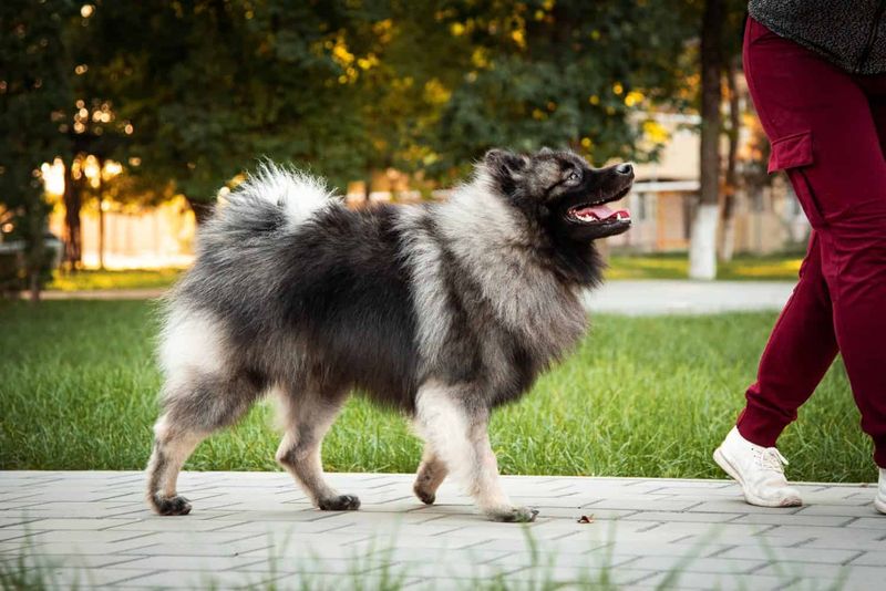 Keeshond