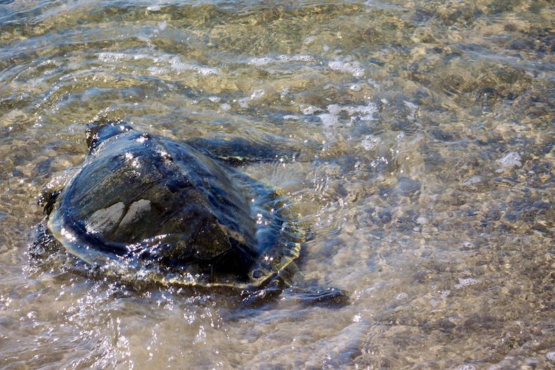 Kemp's Ridley Sea Turtles