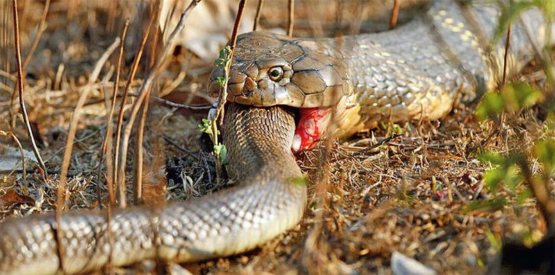 King Cobra