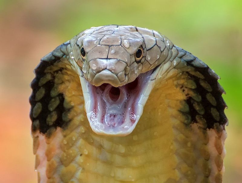 King Cobra's Defensive Display