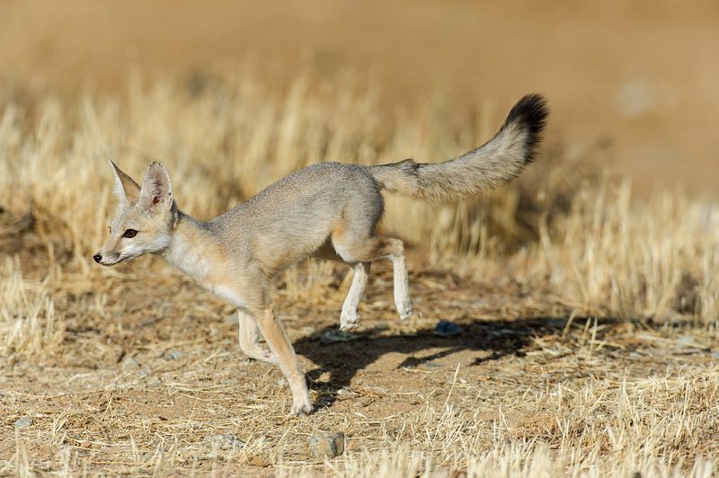 Kit Fox