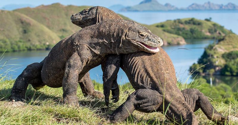 Komodo Dragon