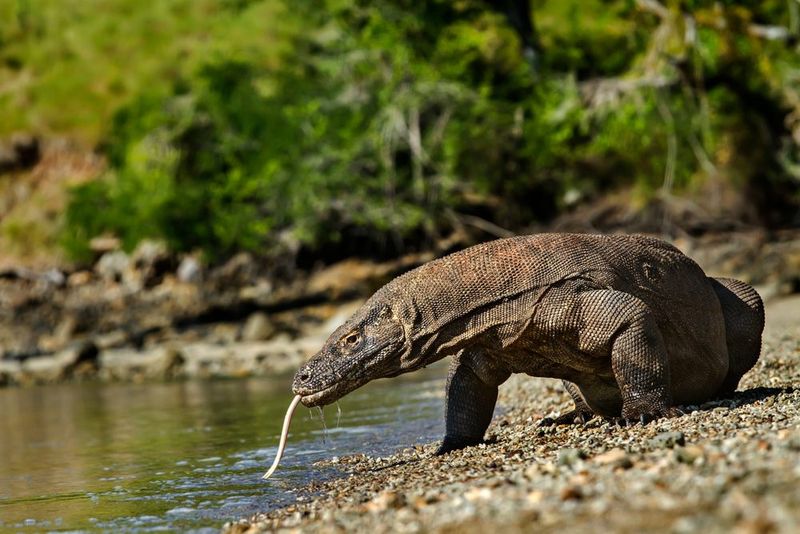 Komodo Dragon Encounter in Komodo National Park, Indonesia