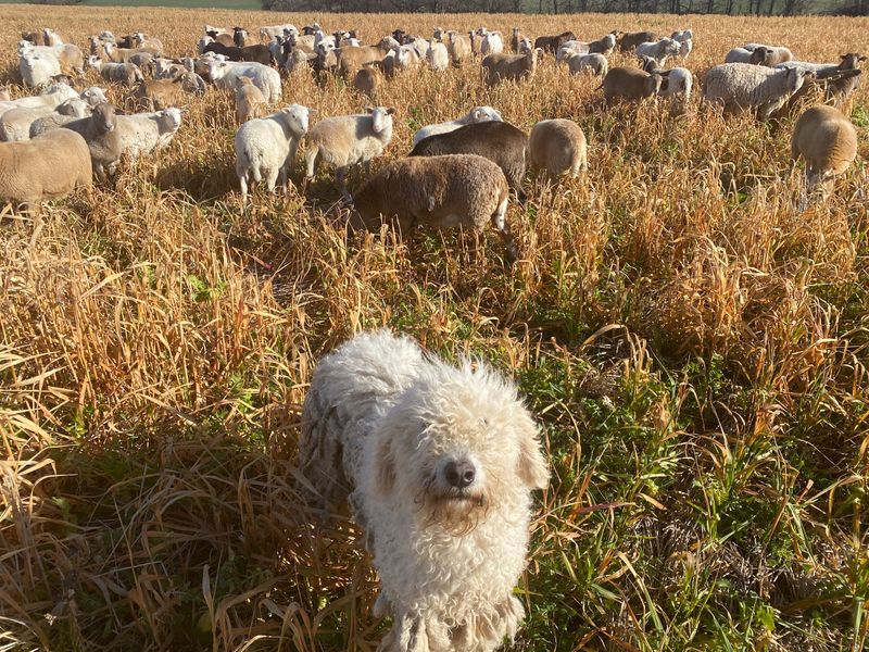 Komondor