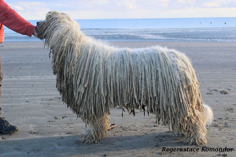 Komondor