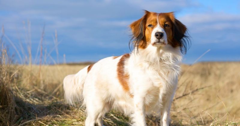 Kooikerhondje