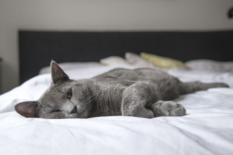 Korat