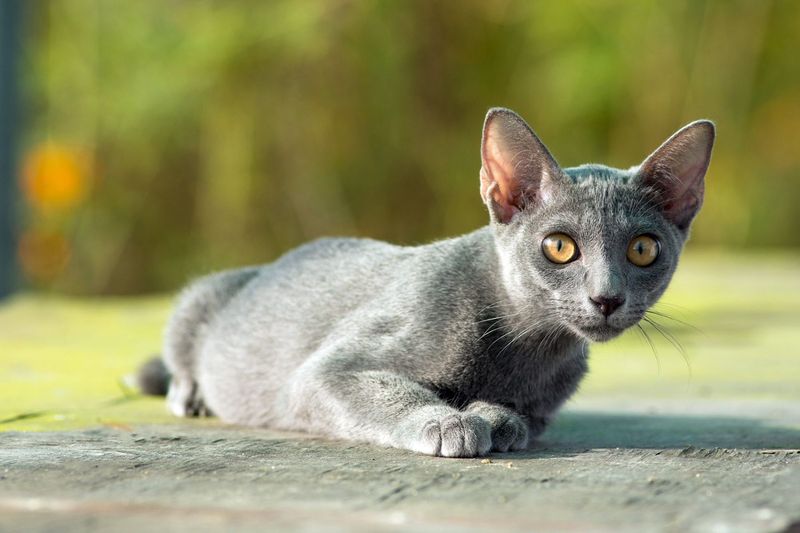Korat