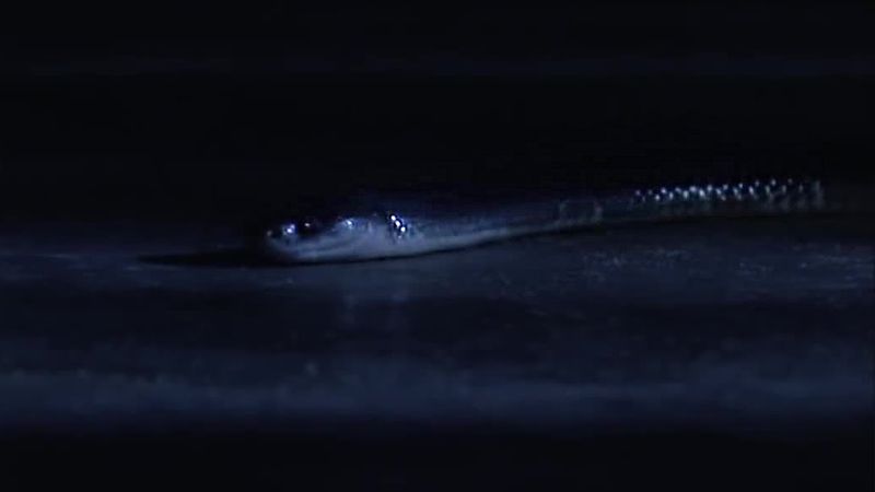 Krait's Nocturnal Stealth
