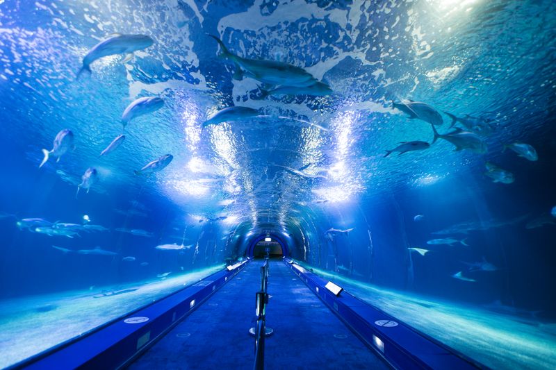 L'Oceanogràfic, Spain