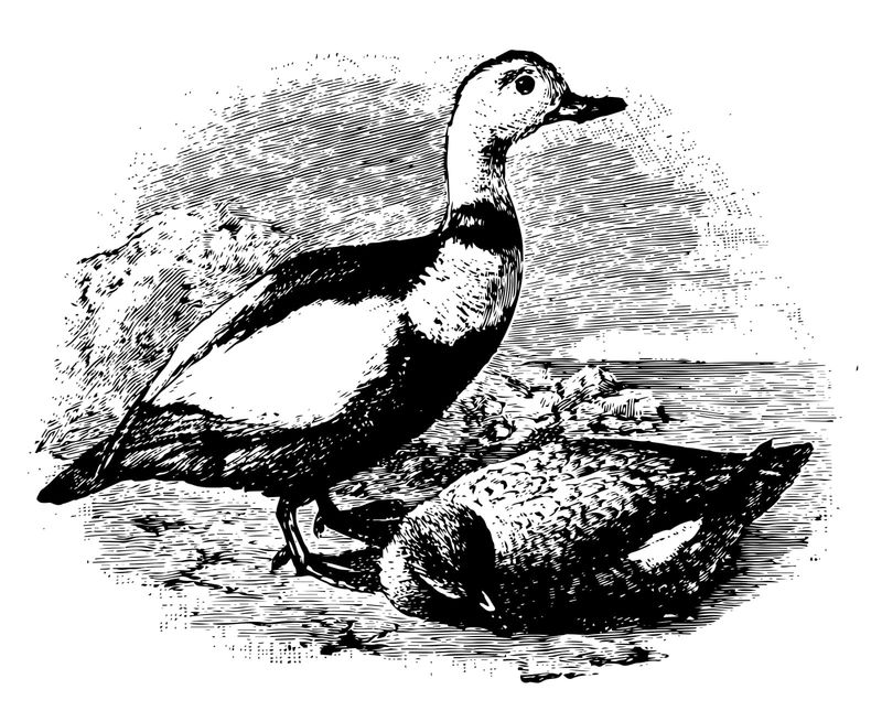 Labrador Duck