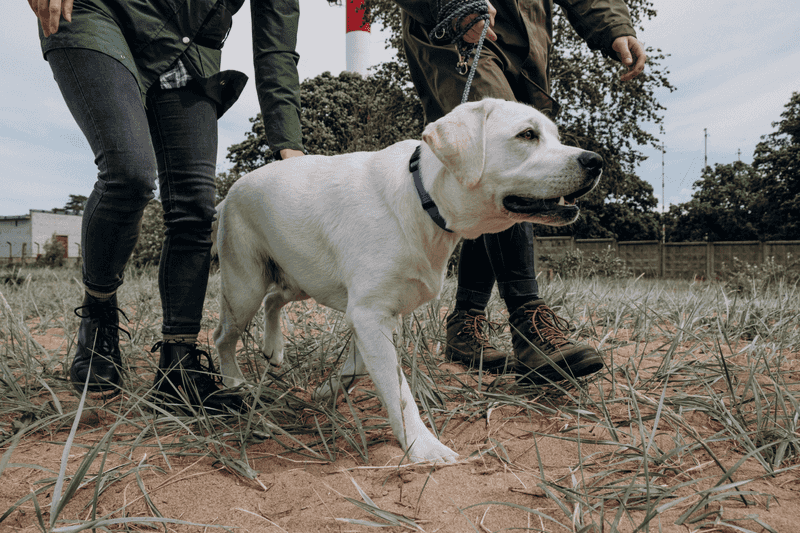 Labrador Retriever