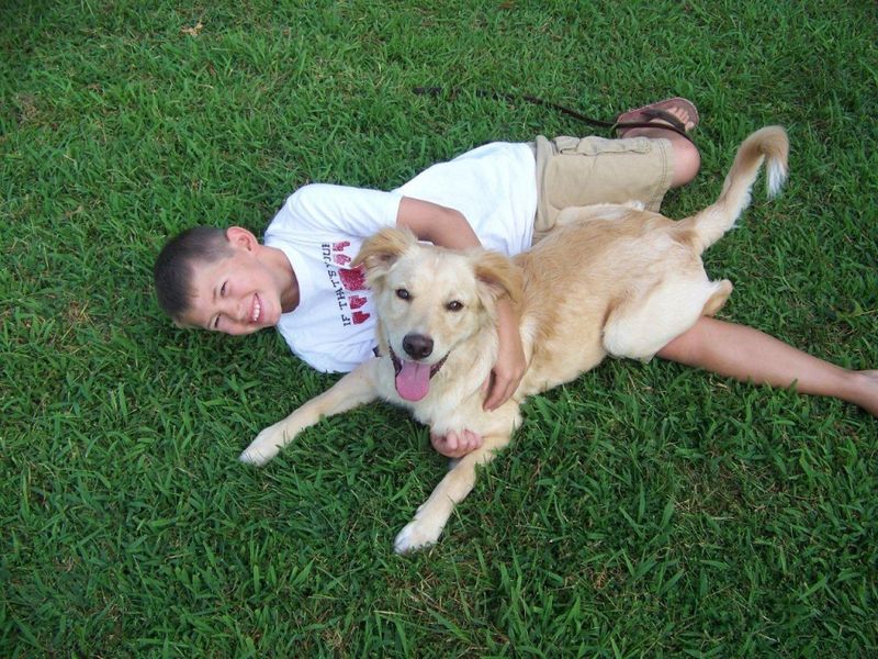 Labrador Retriever