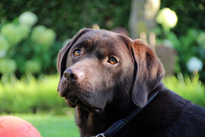 Labrador Retriever